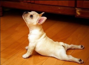 doggie_yoga